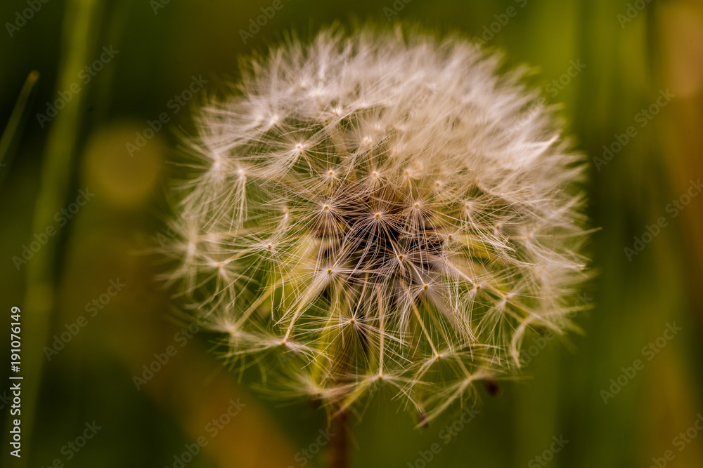 Obraz premium dandelion in the garden in the summer closeup