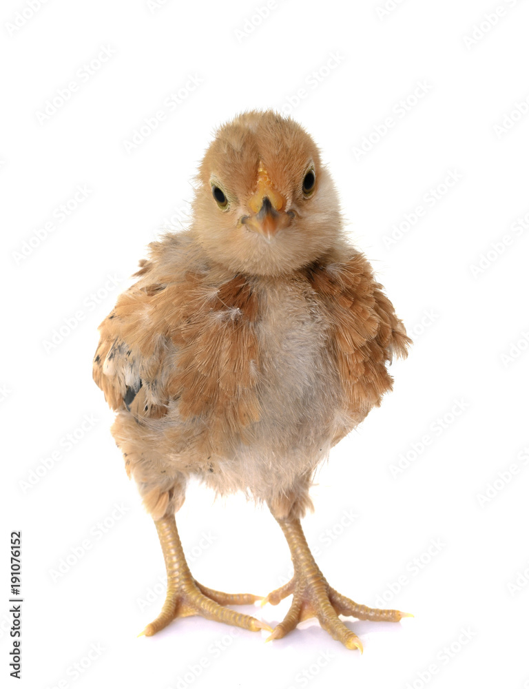 Obraz premium Barbu d'Anvers chick