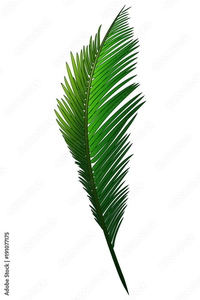 Realistic green branch of tropical coconut palm