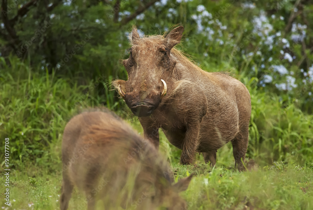 Fototapeta premium Warthog, Phacochoerus africanus, Addo Elephant Park, South Africa