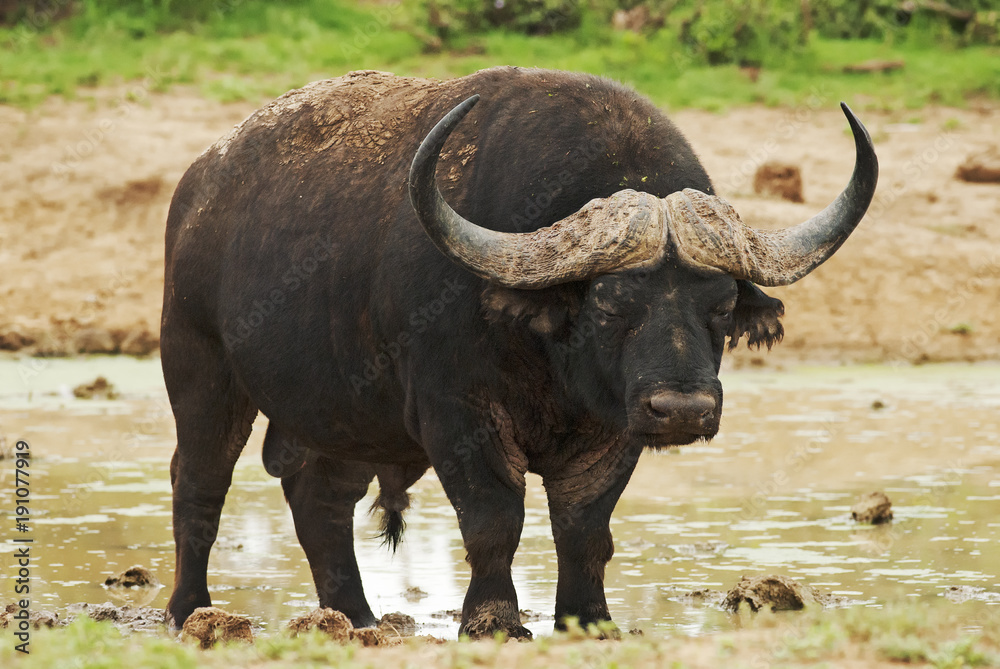 Cape Buffalo, Syncerus caffer, male, South Africa