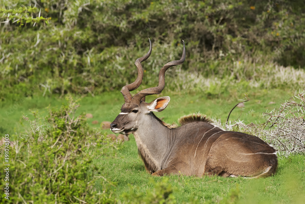 Greater Kudu, Tragelaphus strepsiceros, adult male, antelope, Addo Elephant Park, South Africa Greater Kudu, Tragelaphus strepsiceros, adult male, antelope, Addo Elephant Park, South Africa