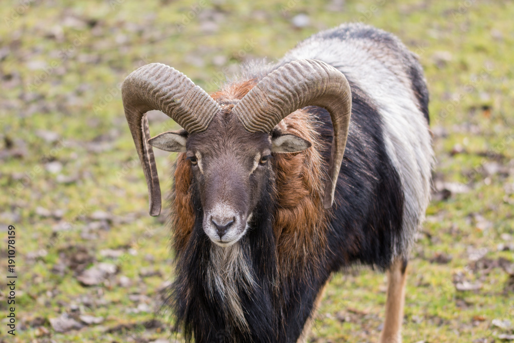 Mufflon Muffelwild Bock