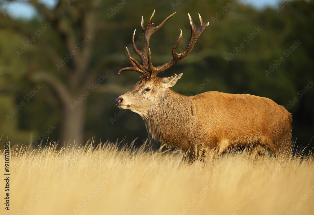 Obraz premium Red deer stag in autumn