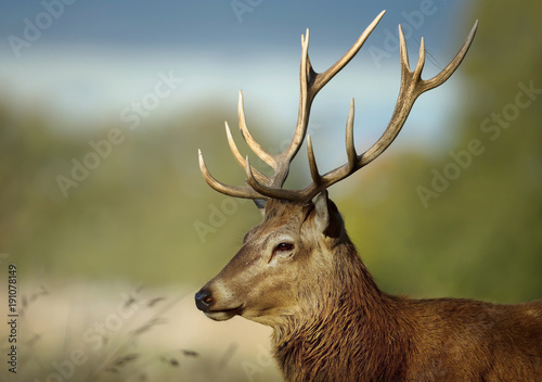 Close up of a red deer stag against blue sky