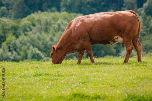 Red poll cow grazing in green pasture © David