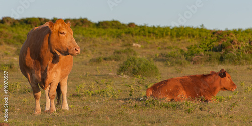 Red poll cows in pasture