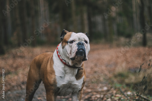 Englische Bulldogge in der Natur im Wald