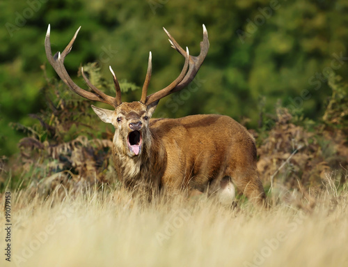 Red deer stag roaring during rutting season