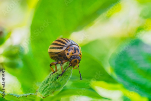 Potato beetle eats green leaf close-up. Garden insect pest. Natural green gardening background with selective focus.