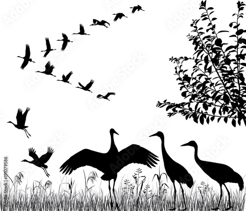 Silhouettes of the flying cranes in flock