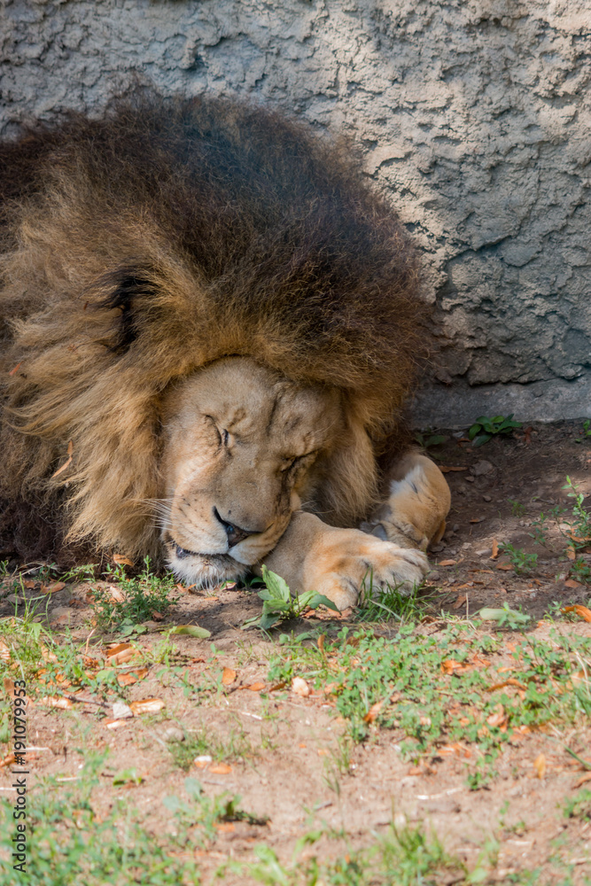 Obraz premium Gros plan sur le Lion dans un parc zoologique