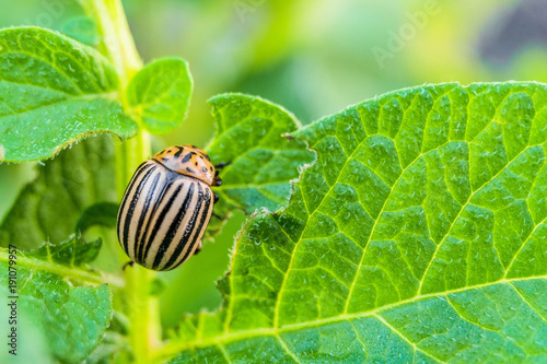 Colorado potato beetle eats green potato leaves. Garden insect pest. Vegetable stubs. Natural gardening background with selective focus.