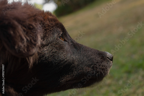 Cachorro de labrador en campo de fondo © Alvaro