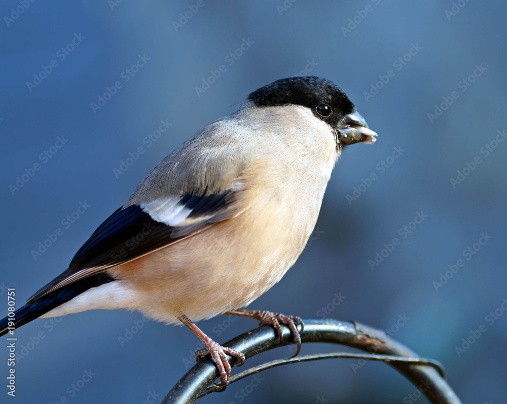 Gimpel (Pyrrhula pyrrhula) Weibchen Gimpel (Pyrrhula pyrrhula) Weibchen