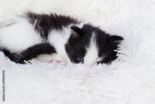 little cute kitten is sleeping on a fluffy blanket