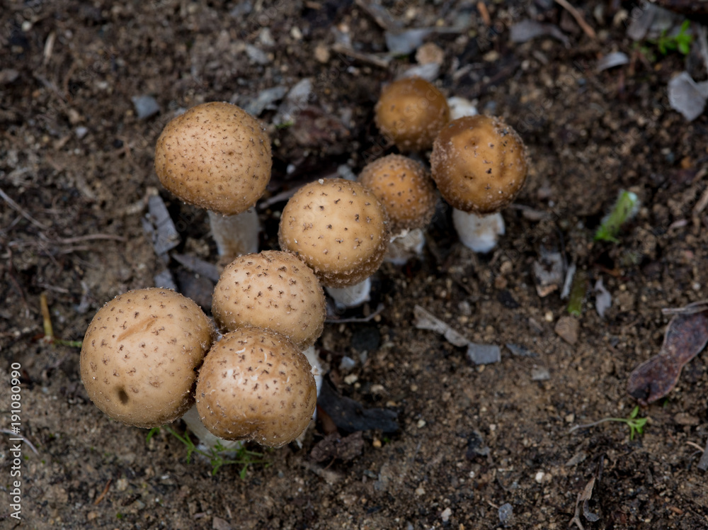 Group of mushrooms Group of mushrooms