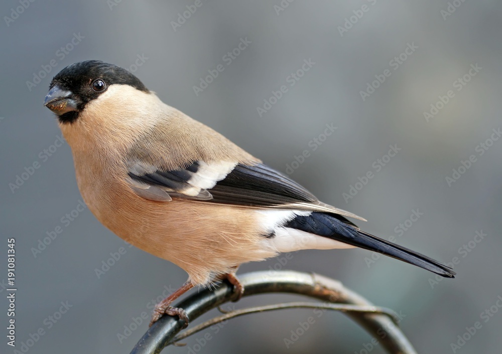 Obraz premium Gimpel (Pyrrhula pyrrhula) Weibchen 