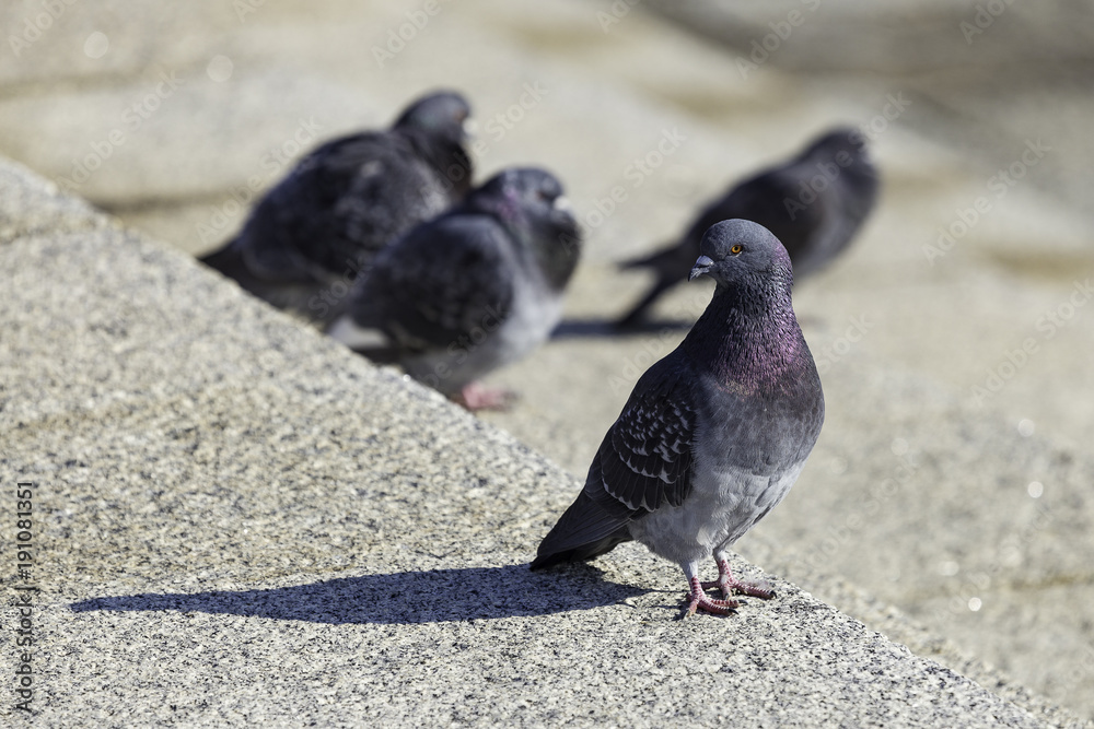 Pigeons of Yokohama Pigeons of Yokohama