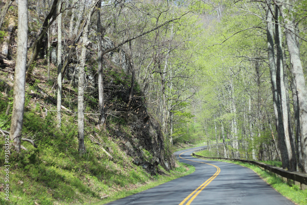 Obraz premium Trees and Flowers