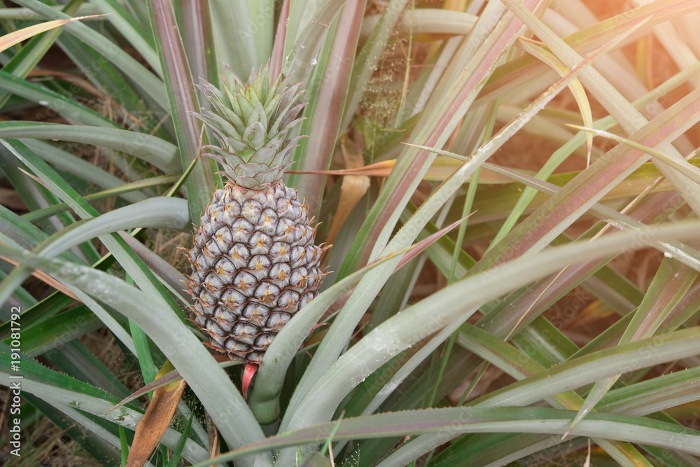 Fototapeta premium Young pineapple on the tree in farm