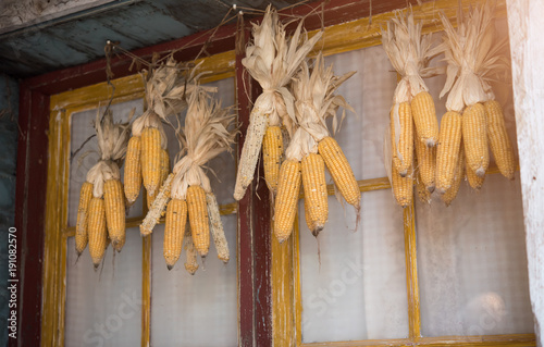 Dry corn hanging on wooden window