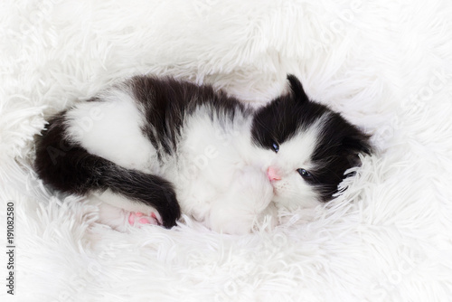 cute kitten is sleeping on a fluffy blanket