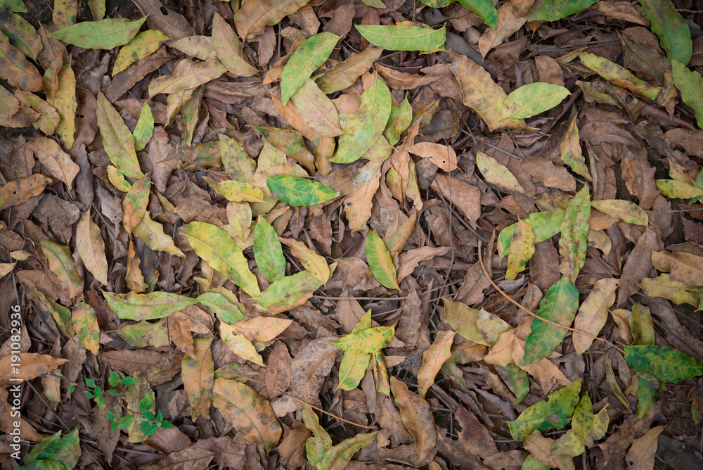 Close up texture dry autumn leaves fall on floor in the park or forest,top view Close up texture dry autumn leaves fall on floor in the park or forest,top view