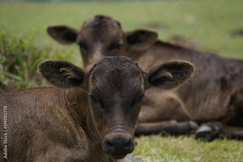 Two calves Two calves