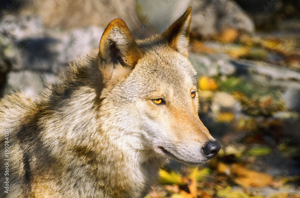 Obraz premium Wolf Portrait in Sunny Day
