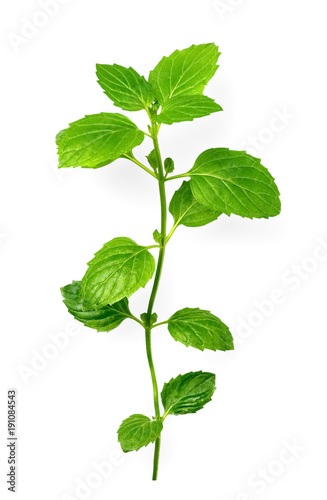 fresh peppermint isolated on the white background