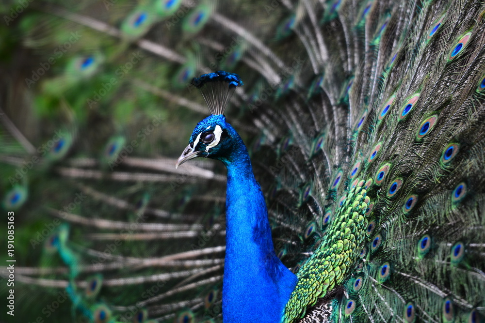 Obraz premium Peacock view. Close up