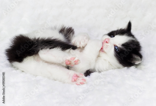 small kitten lies and licks the paw on a fluffy blanket © Happy monkey
