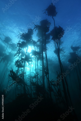 Silhouette Giant kelp forest  grows off the coast of south africa ,is habitat for many species of fish  marine invertebrates and cow shark, Scuba Diving Cape Town, with copy space