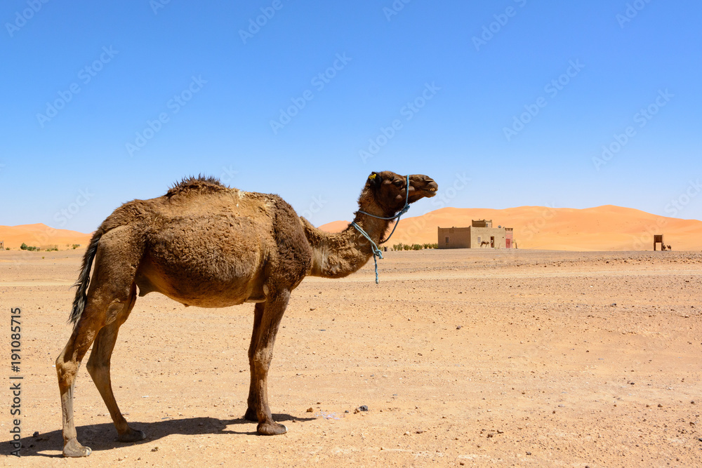 Wielbłąd na pustyni Sahara, Maroko - obrazy, fototapety, plakaty 