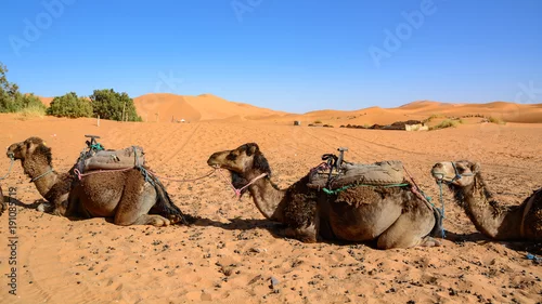 Fototapeta samoprzylepna Wielbłądy na wydmach Erg Chebbi, Sahara, Maroko