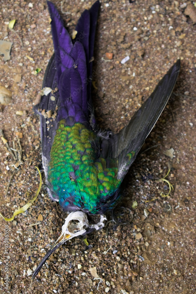 Beija Flor Morto Com Esqueleto Aparente Stock Photo Adobe Stock