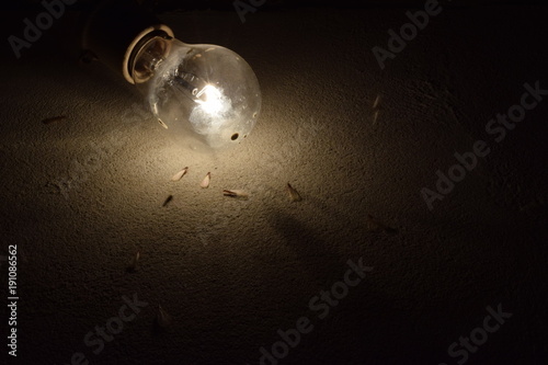 Insetos em volta de lâmpada incandescente. Mosquitos voando em torno da luz quente. photo