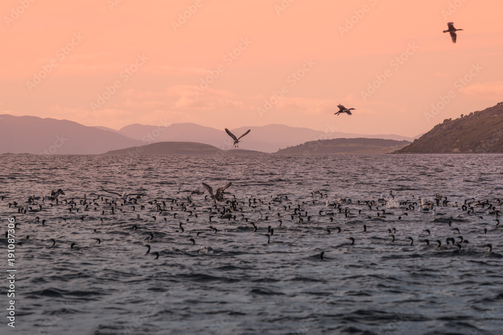 Colony of king cormorants at Beagle Channel, Patagonia