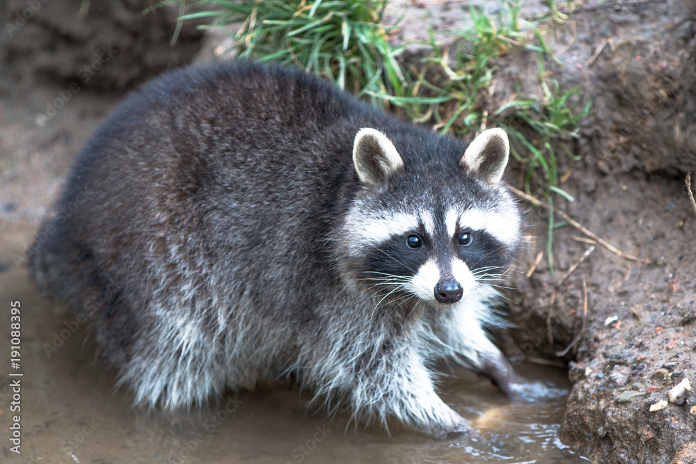 Obraz premium Nordamerikanischer Waschbären (racoons) Procyon lotor