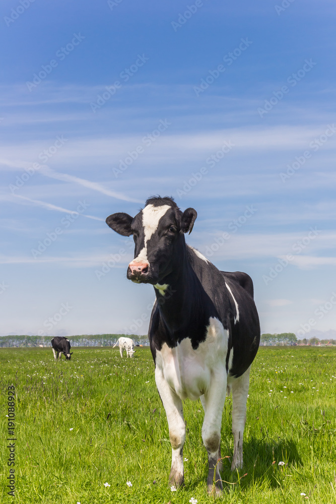 Dutch Holstein cows in the farmland near Groningen Dutch Holstein cows in the farmland near Groningen