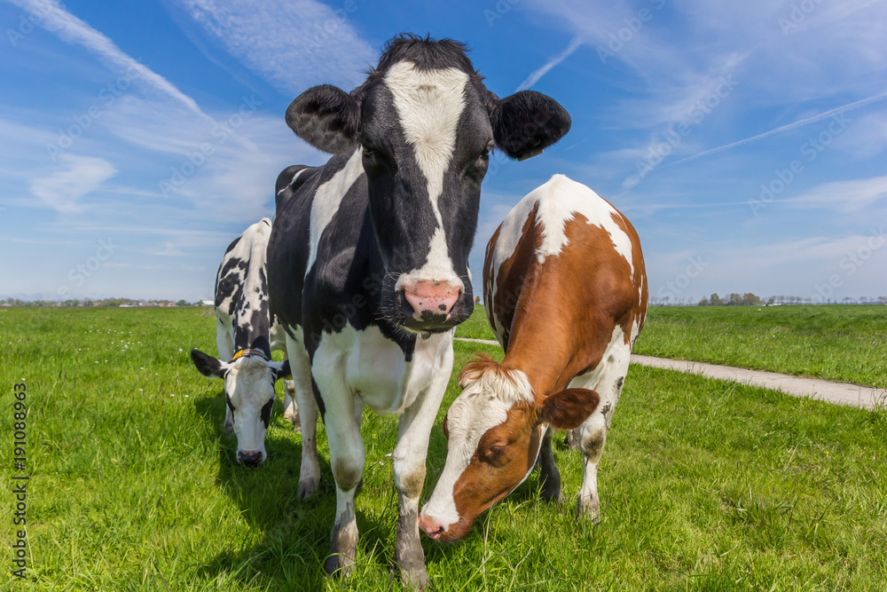 Three dutch cows in the farmland near Groningen