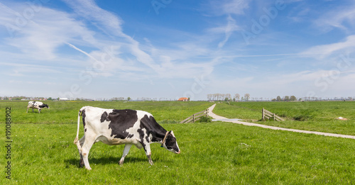 Panorama of a dutch Holstein cow and a bicycle path