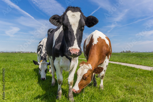 Three dutch cows in the farmland near Groningen