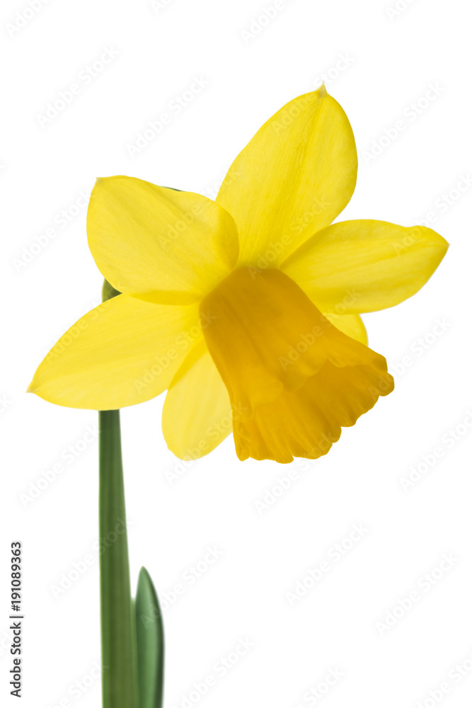 Spring floral border, beautiful fresh daffodils flowers, isolated on white background. Selective focus