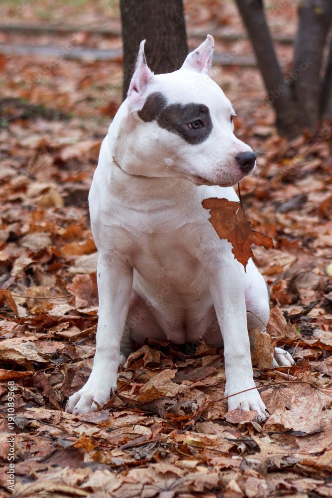 American staffordshire terrier puppy is sitting on the autumn foliage.