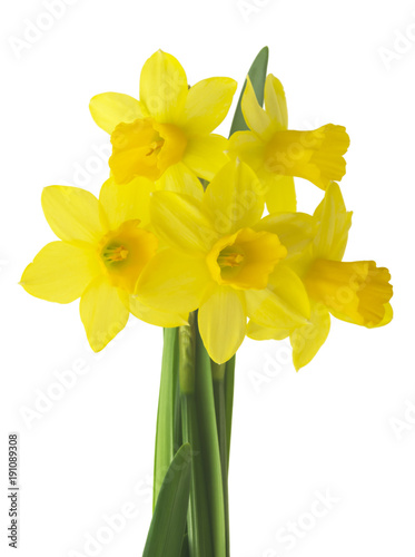 Spring floral border, beautiful fresh daffodils flowers, isolated on white background. Selective focus