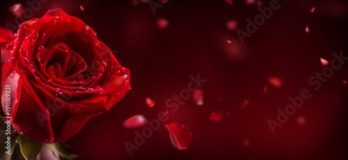 Fototapeta Naklejka Na Ścianę i Meble -  Red roses. Bouquet of red roses. Valentines Day, wedding day background. Valentines and wedding border. Waters drops on roses petals.