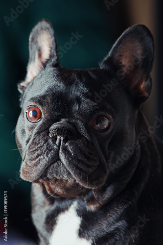 French Bulldog portrait 