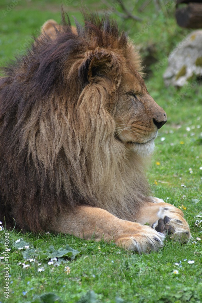 lion